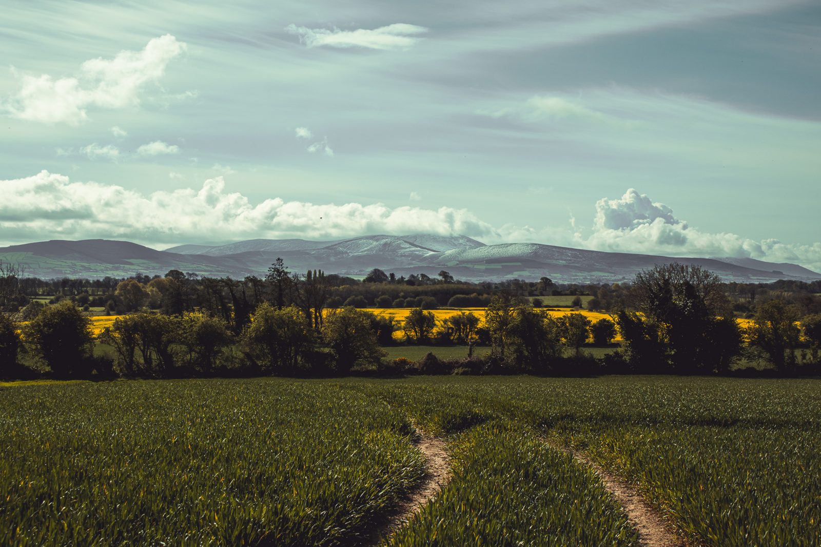 Blackstairs Mountains over the Carlow barley belt